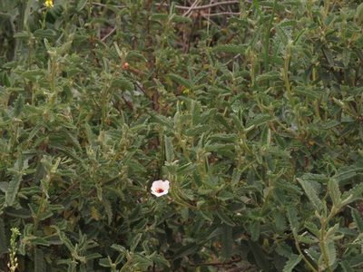 Pavonia betonicifolia, photographed by Federico Muñoz