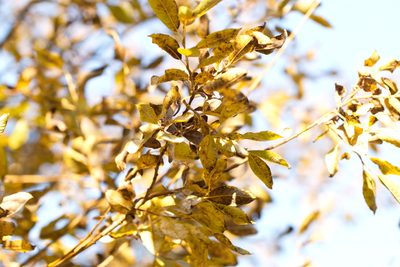 Salix myrsinifolia, photographed by Вячеслав Юсупов
