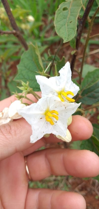 Solanum guaraniticum, photographed by Edson Luis Fabro Gasperin