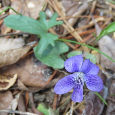 Viola palmata, photographed by Laura Clark