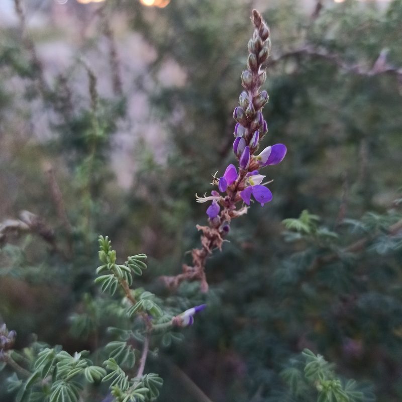 Dalea bicolor, photographed by Juan Carlos Fonseca Mata