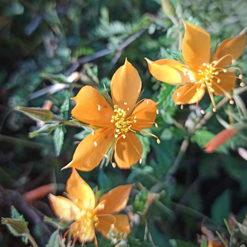 Mentzelia hispida, photographed by Juan Carlos Fonseca Mata