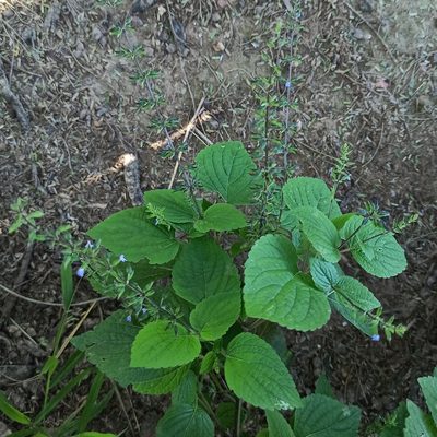 Salvia tiliifolia, photographed by Juan Carlos Fonseca Mata
