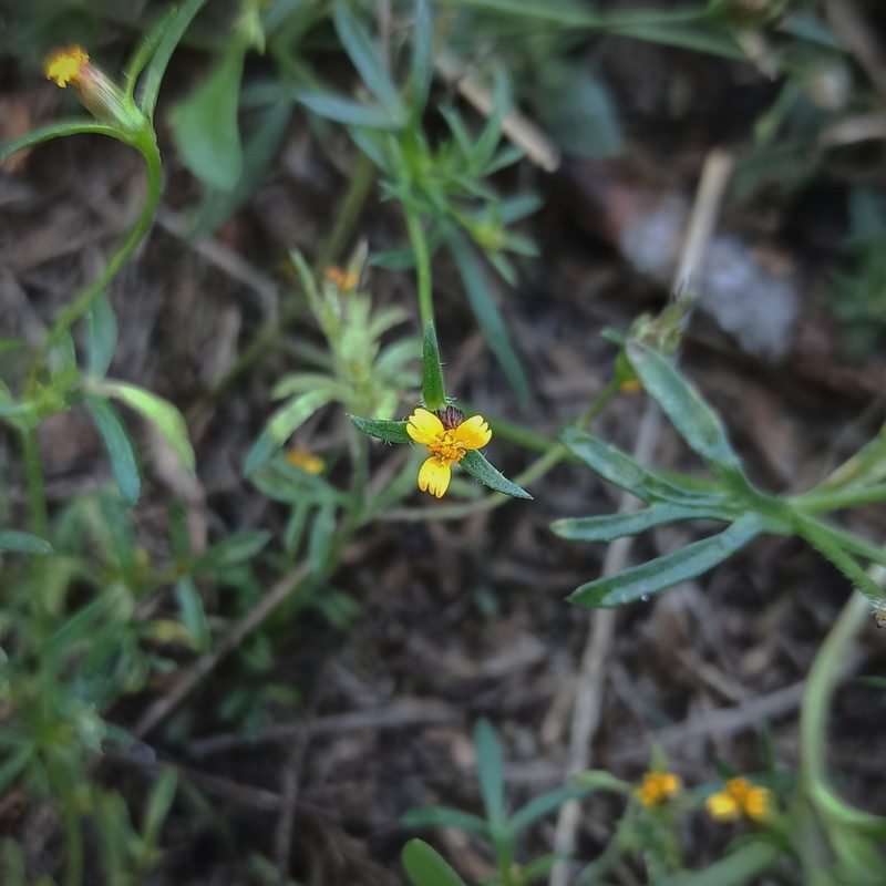 Heterosperma pinnatum, photographed by Juan Carlos Fonseca Mata