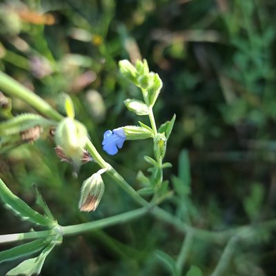 Salvia reflexa, photographed by Juan Carlos Fonseca Mata