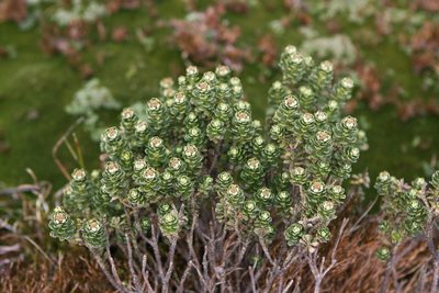 Ozothamnus rodwayi, photographed by John Brew