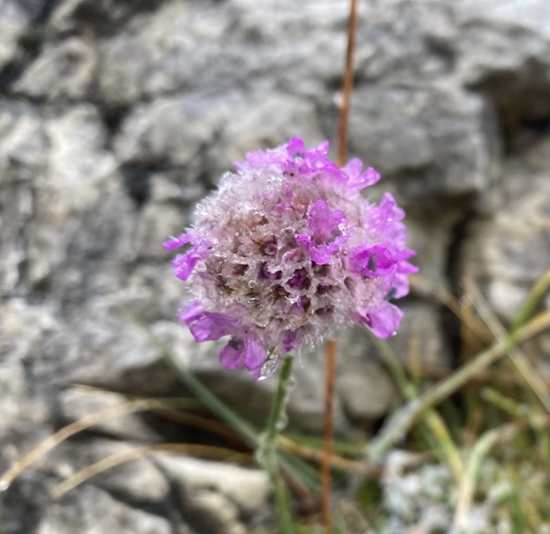 Armeria alpina, photographed by Caleb Catto