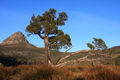 Athrotaxis cupressoides, photographed by John Brew