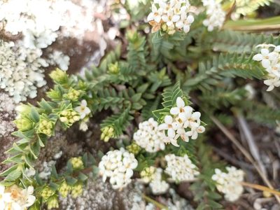 Pimelea acra, photographed by Oscar Dove
