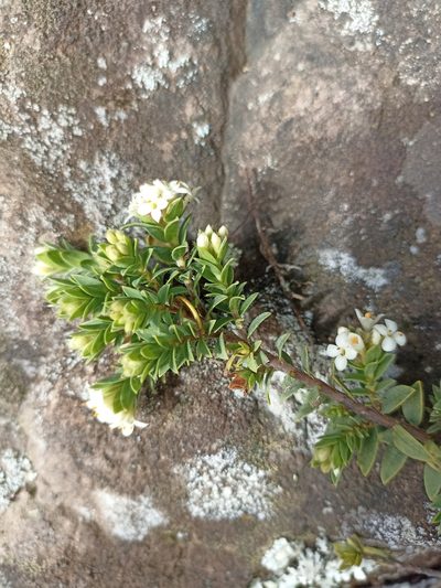 Pimelea acra, photographed by Oscar Dove