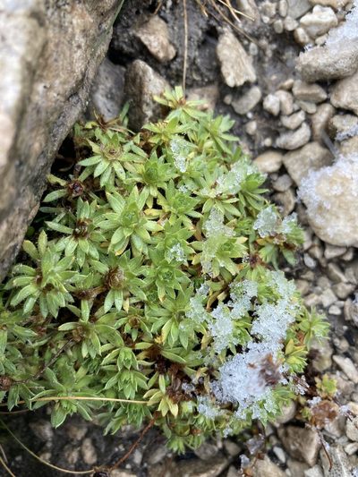 Saxifraga sedoides, photographed by Caleb Catto