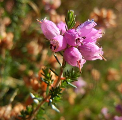 Erica cinerea, photographed by Jon Mortin