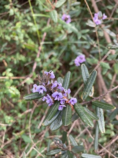 Hovea tasmanica, photographed by krumpianking