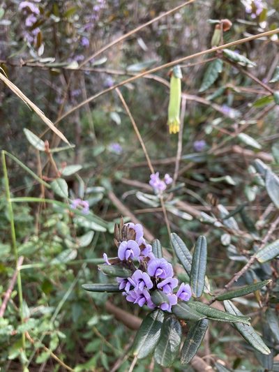 Hovea tasmanica, photographed by krumpianking