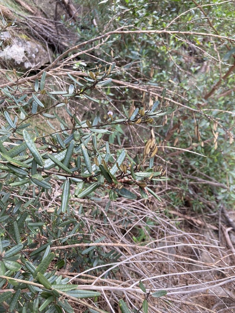 Hovea tasmanica, photographed by krumpianking