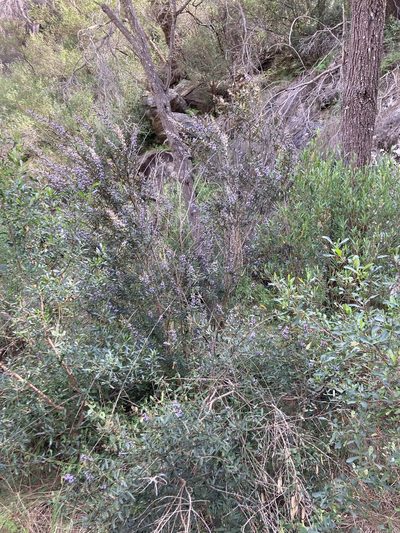 Hovea tasmanica, photographed by krumpianking