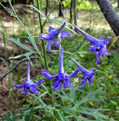 Delphinium scopulorum, photographed by Andrew Tree