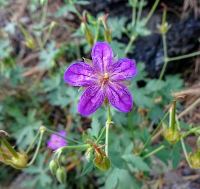 Geranium caespitosum, photographed by Andrew Tree