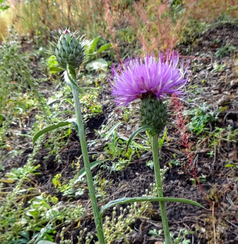 Cirsium wheeleri, photographed by Andrew Tree