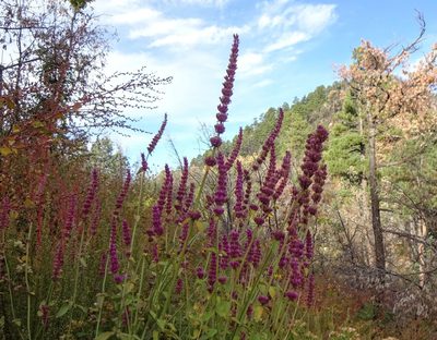 Agastache pallidiflora, photographed by Andrew Tree