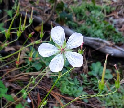 Geranium richardsonii, photographed by Andrew Tree