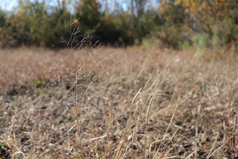 Panicum flexile, photographed by Henry "Nick" Robertson