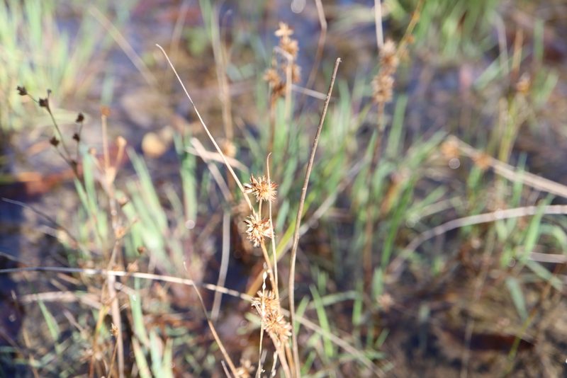 Juncus nodosus, photographed by Henry "Nick" Robertson