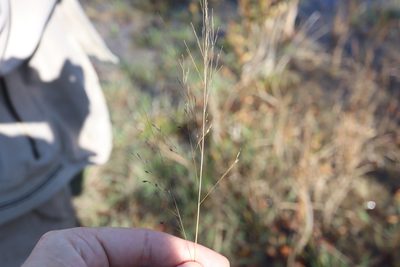 Panicum flexile, photographed by Henry "Nick" Robertson