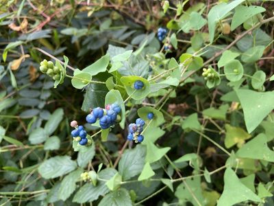 Polygonum perfoliatum, photographed by Forest Botial-Jarvis