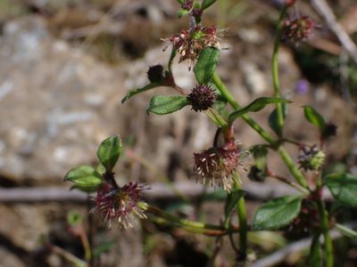 Opercularia aspera, photographed by Nina Kerr