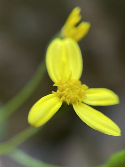 Cineraria saxifraga, photographed by Matt Berger