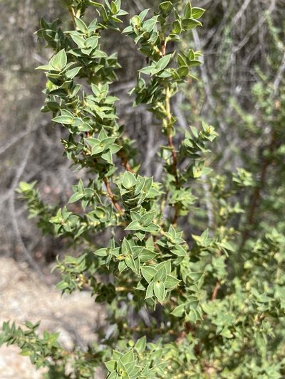 Cliffortia ilicifolia, photographed by Matt Berger