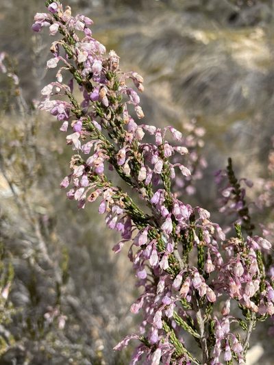 Erica newdigateae, photographed by Matt Berger