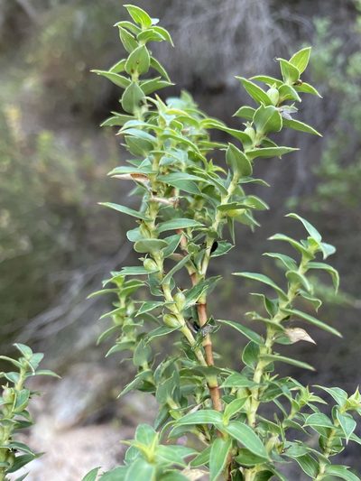 Cliffortia ilicifolia, photographed by Matt Berger