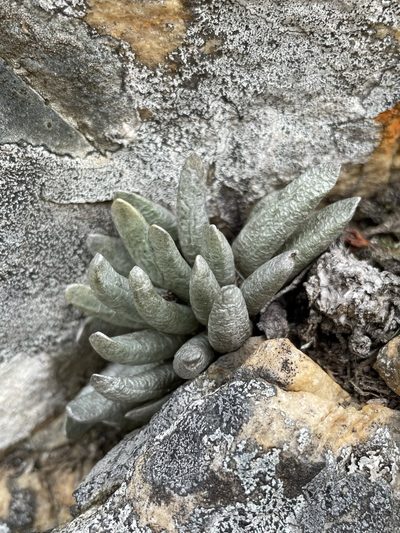 Caputia scaposa, photographed by Matt Berger