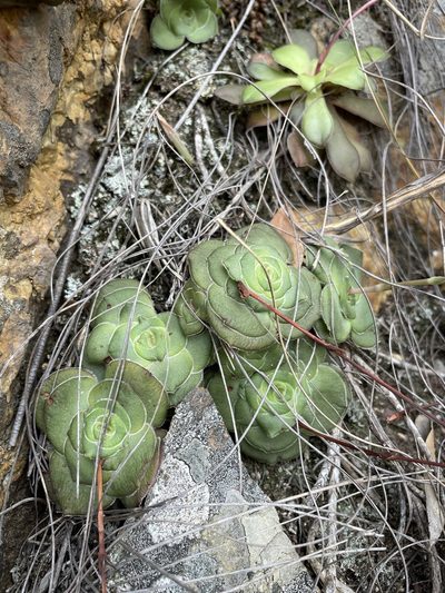 Crassula cremnophila, photographed by Matt Berger
