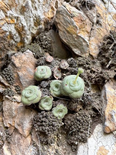 Crassula cremnophila, photographed by Matt Berger