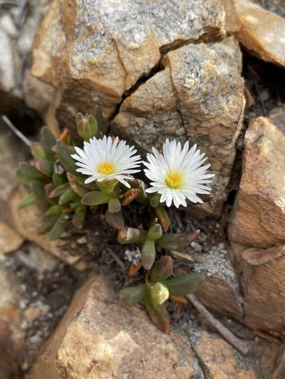 Delosperma esterhuyseniae, photographed by Matt Berger