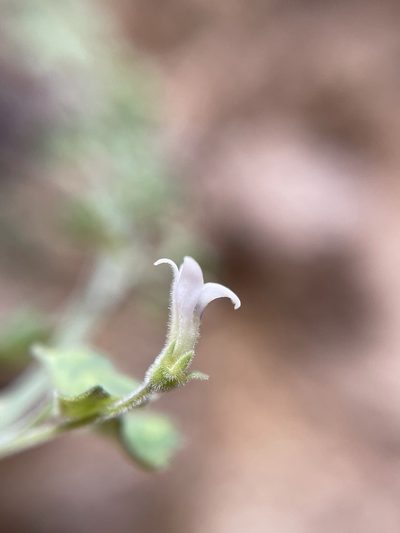 Wimmerella hederacea, photographed by Matt Berger