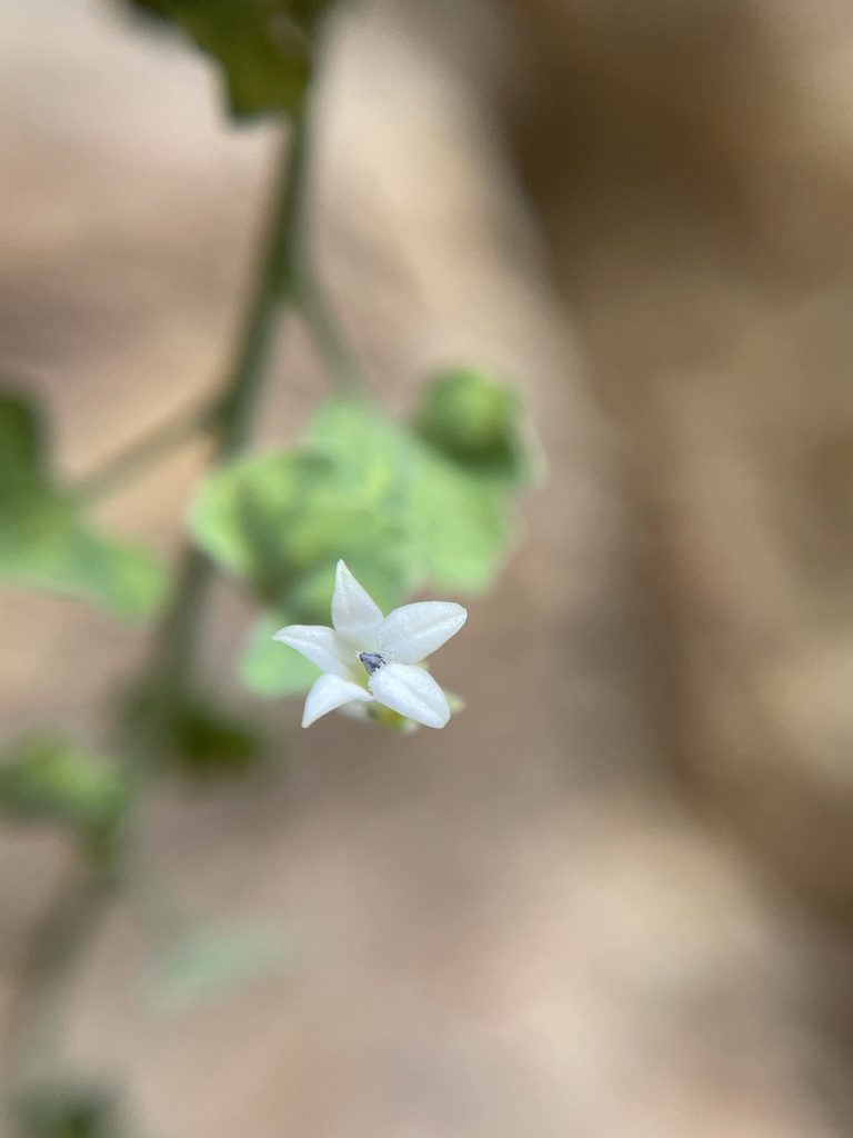 Wimmerella hederacea, photographed by Matt Berger