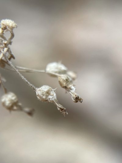 Wimmerella hederacea, photographed by Matt Berger