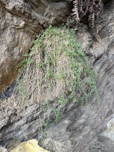 Wimmerella hederacea, photographed by Matt Berger