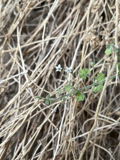 Wimmerella hederacea, photographed by Matt Berger