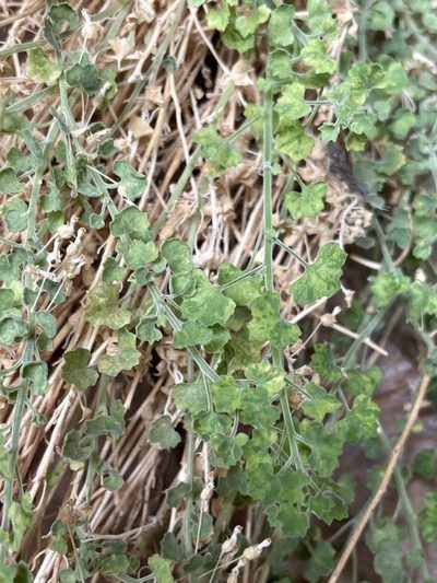 Wimmerella hederacea, photographed by Matt Berger