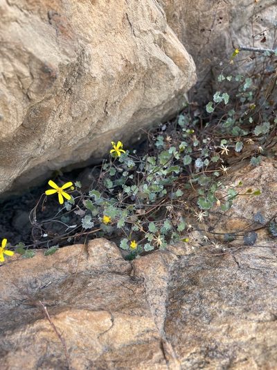 Cineraria saxifraga, photographed by Matt Berger