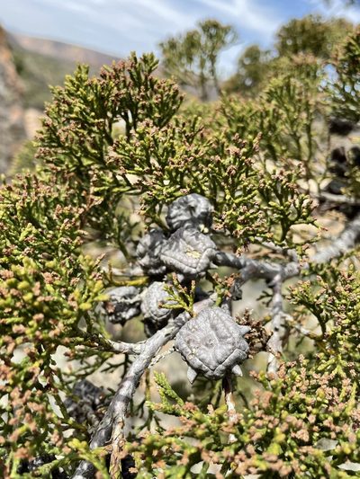 Widdringtonia schwarzii, photographed by Matt Berger