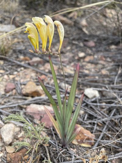 Freesia corymbosa, photographed by Matt Berger