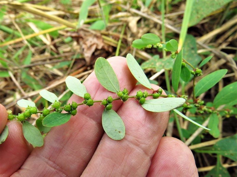 Phyllanthus abnormis, photographed by Annika Lindqvist