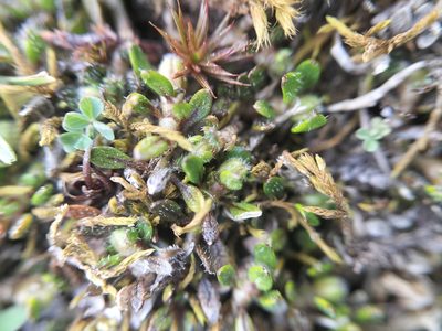 Coprosma atropurpurea, photographed by Colin Meurk