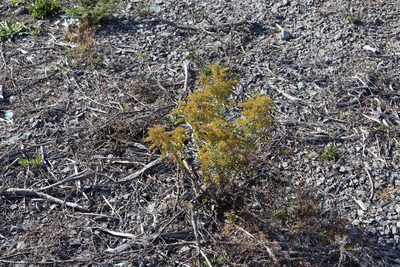 Solidago nemoralis, photographed by Henry "Nick" Robertson